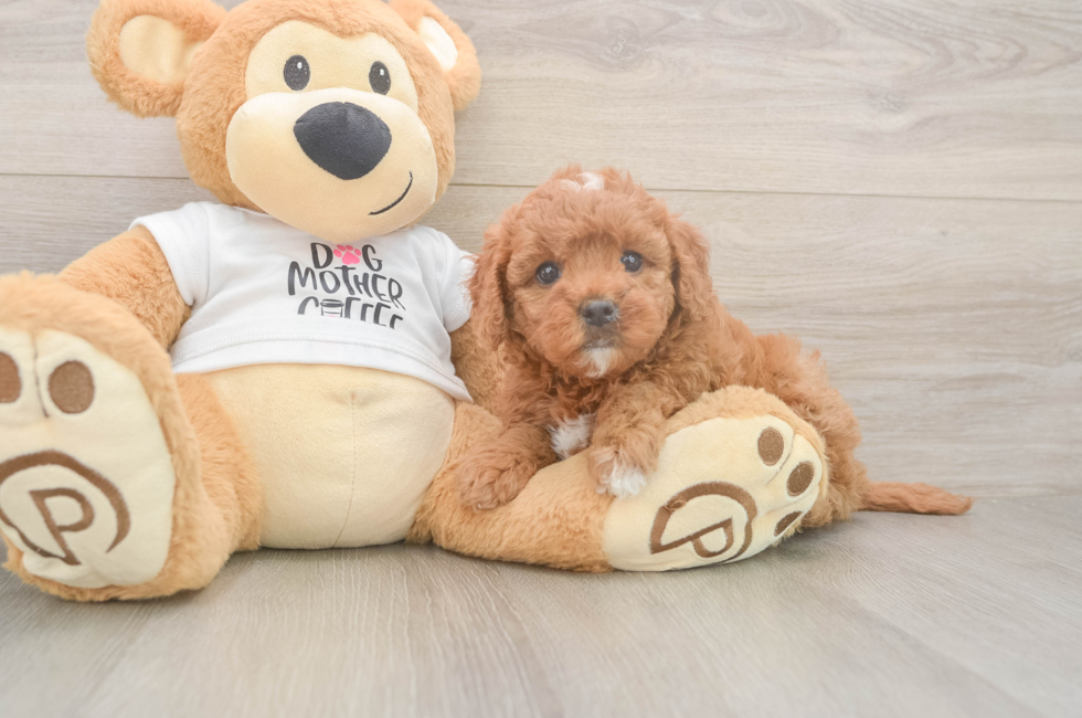5 week old Mini Goldendoodle Puppy For Sale - Premier Pups