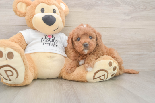 Hypoallergenic Mini Goldiepoo Poodle Mix Puppy