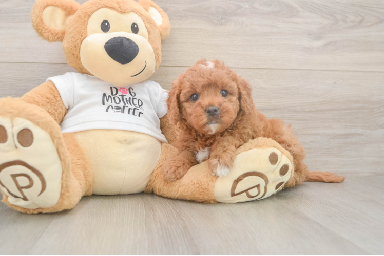 Meet Luv - our Mini Goldendoodle Puppy Photo  1/3 - Premier Pups Hypoallergenic Mini Goldiepoo Poodle Mix Puppy