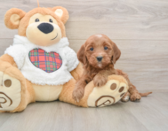 8 week old Mini Goldendoodle Puppy For Sale - Premier Pups