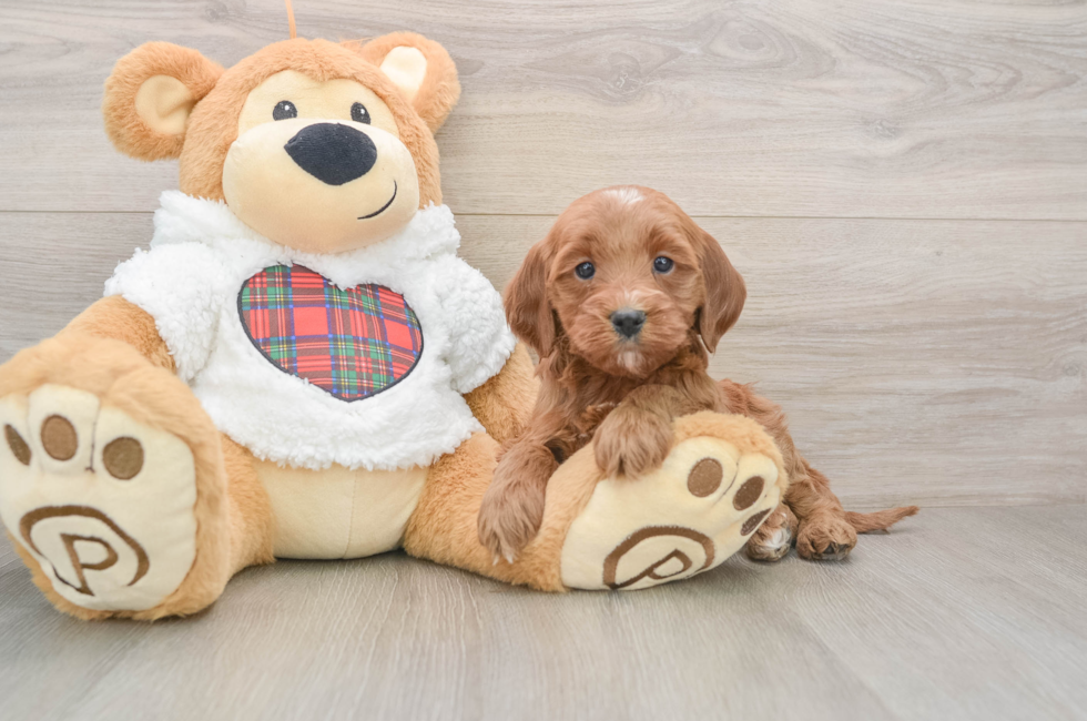 5 week old Mini Goldendoodle Puppy For Sale - Premier Pups