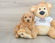 8 week old Mini Goldendoodle Puppy For Sale - Premier Pups