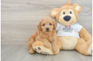 Funny Mini Goldendoodle Poodle Mix Pup