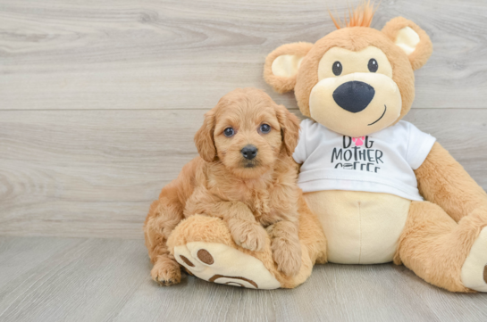 Funny Mini Goldendoodle Poodle Mix Pup