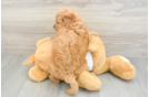 Mini Goldendoodle Puppy for Adoption