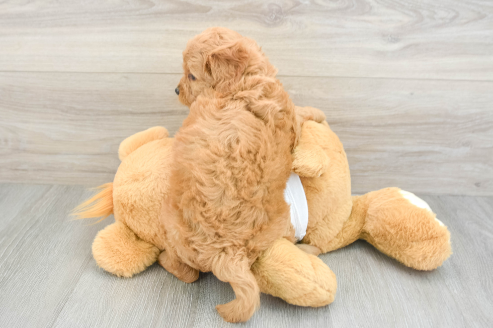 Mini Goldendoodle Puppy for Adoption