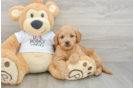 Mini Goldendoodle Pup Being Cute