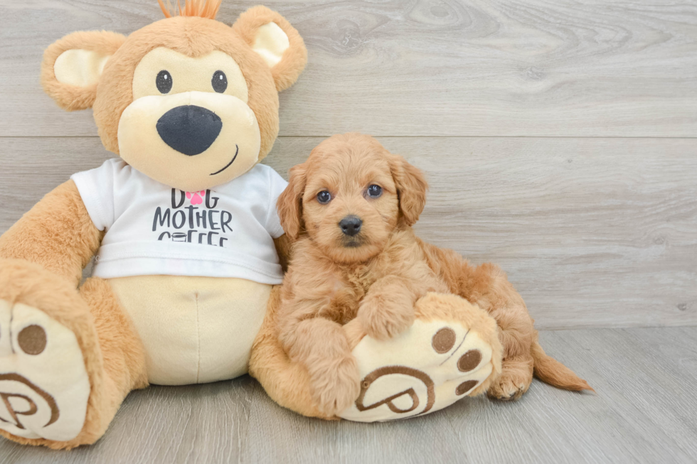 Mini Goldendoodle Pup Being Cute