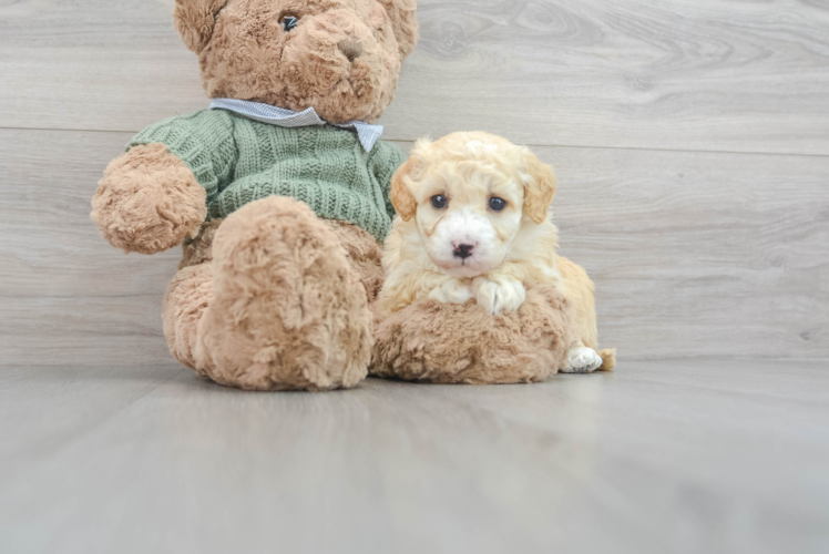 Playful Golden Retriever Poodle Mix Puppy