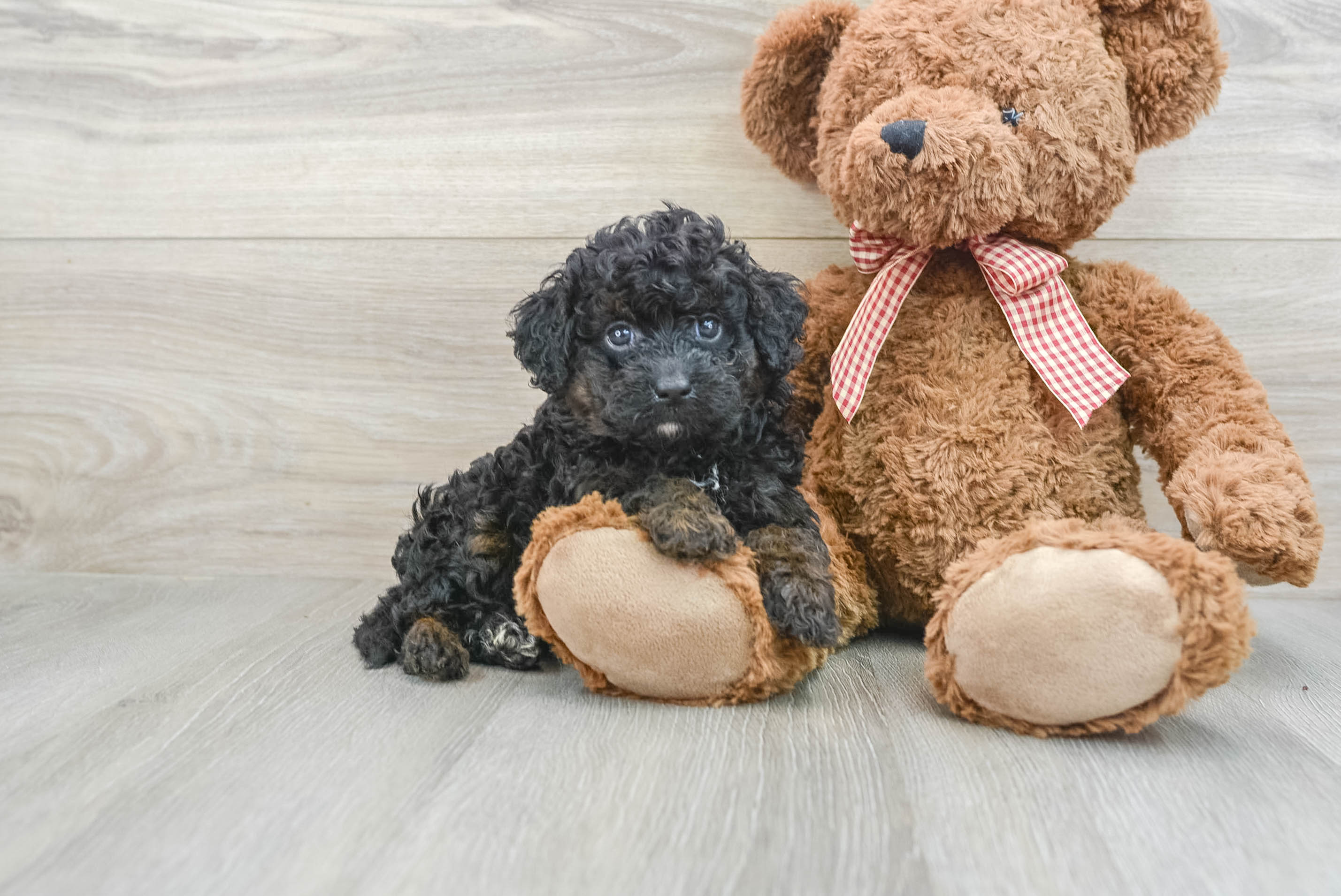 Best Mini Goldendoodle Baby