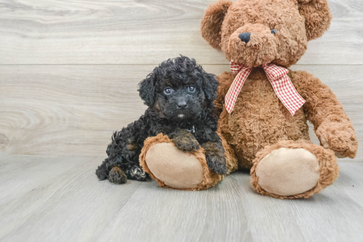 Best Mini Goldendoodle Baby