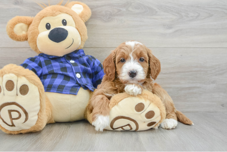 Best Mini Goldendoodle Baby