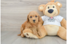 Best Mini Goldendoodle Baby