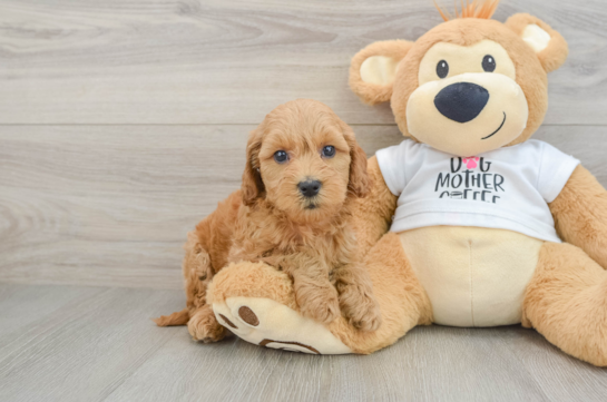 Best Mini Goldendoodle Baby