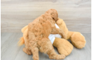 Mini Goldendoodle Pup Being Cute