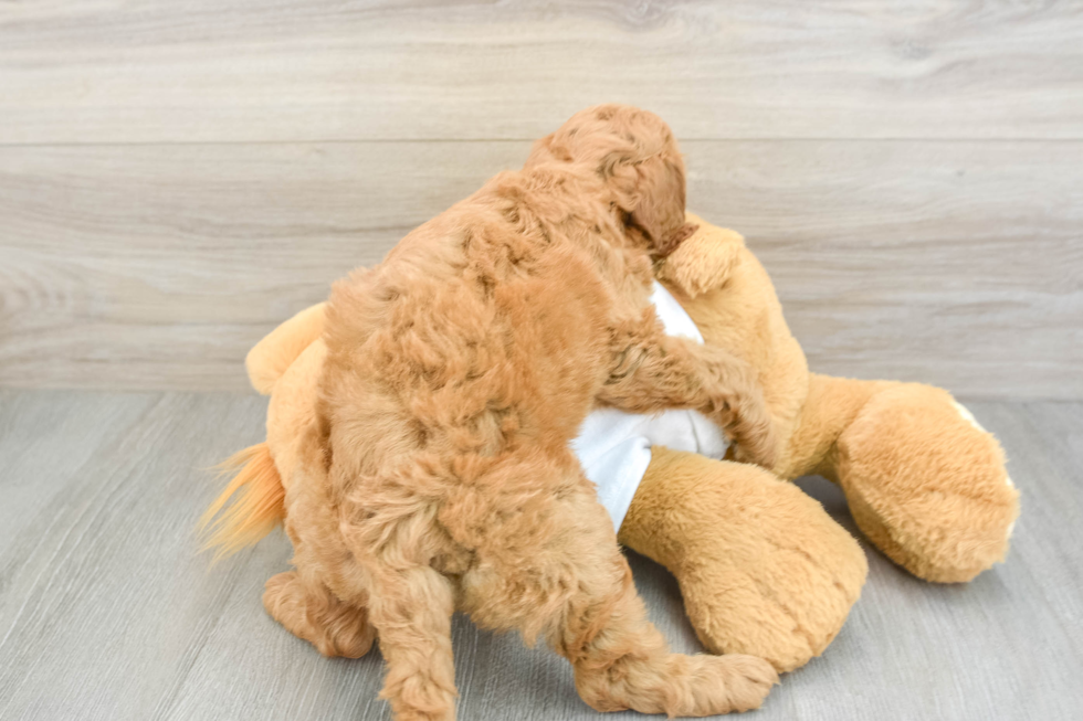 Mini Goldendoodle Pup Being Cute