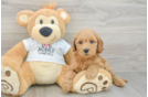 Best Mini Goldendoodle Baby
