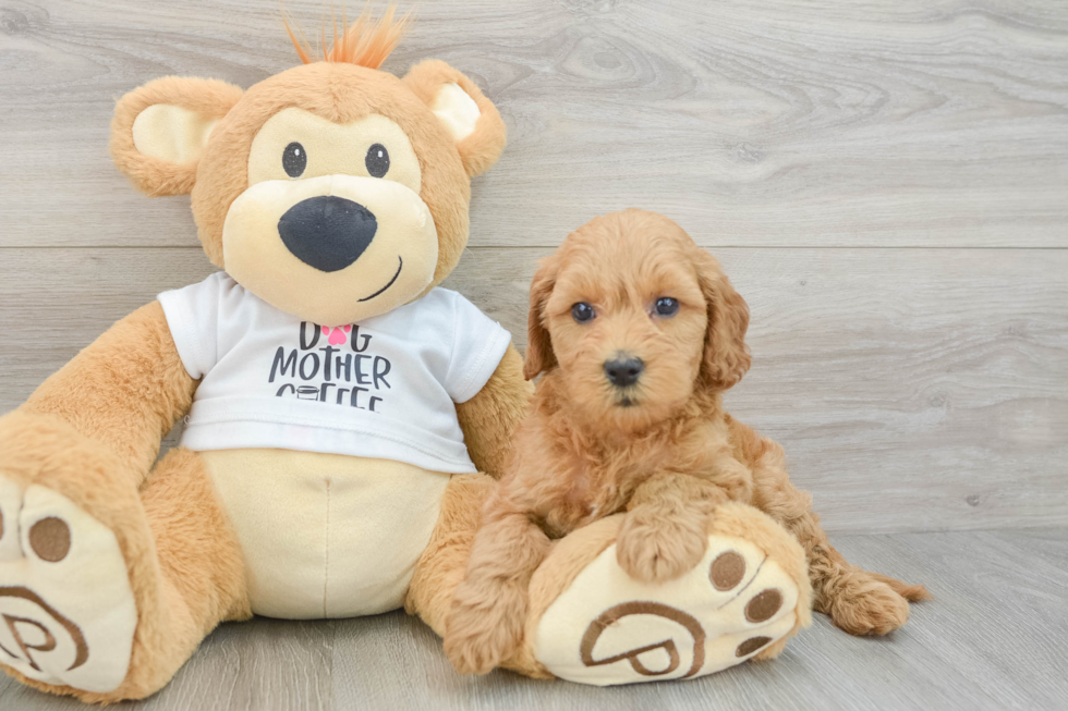 Best Mini Goldendoodle Baby