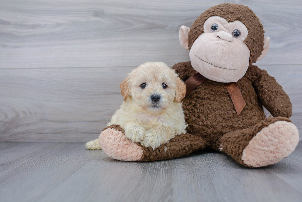 Hypoallergenic Golden Retriever Poodle Mix Puppy