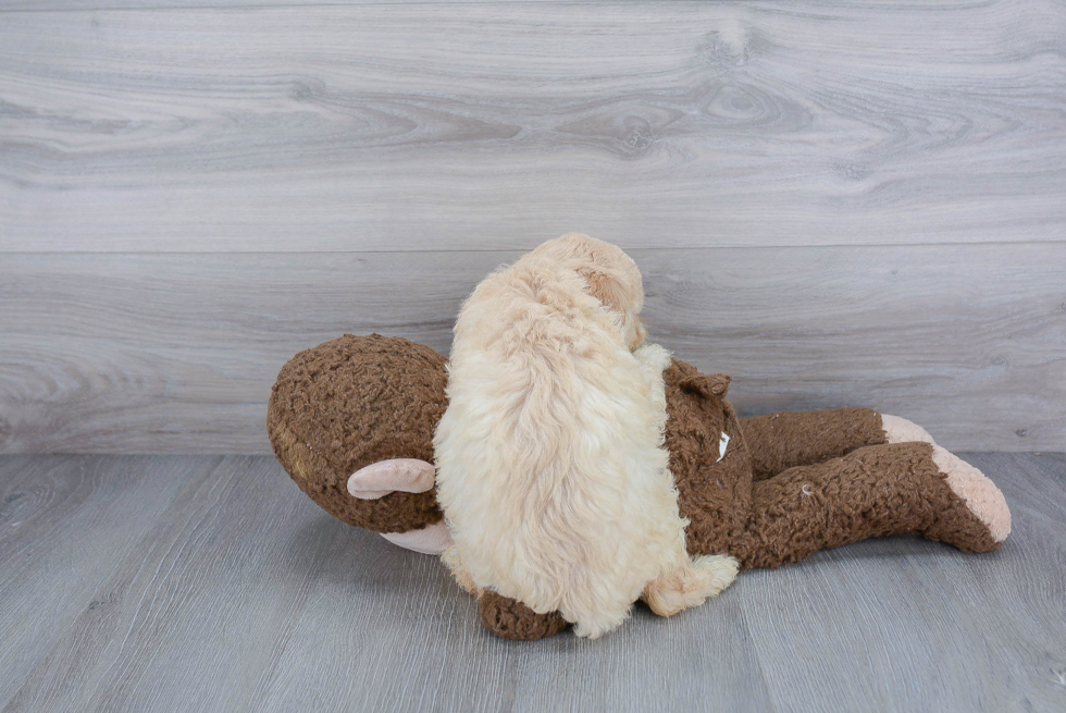 Playful Golden Retriever Poodle Mix Puppy