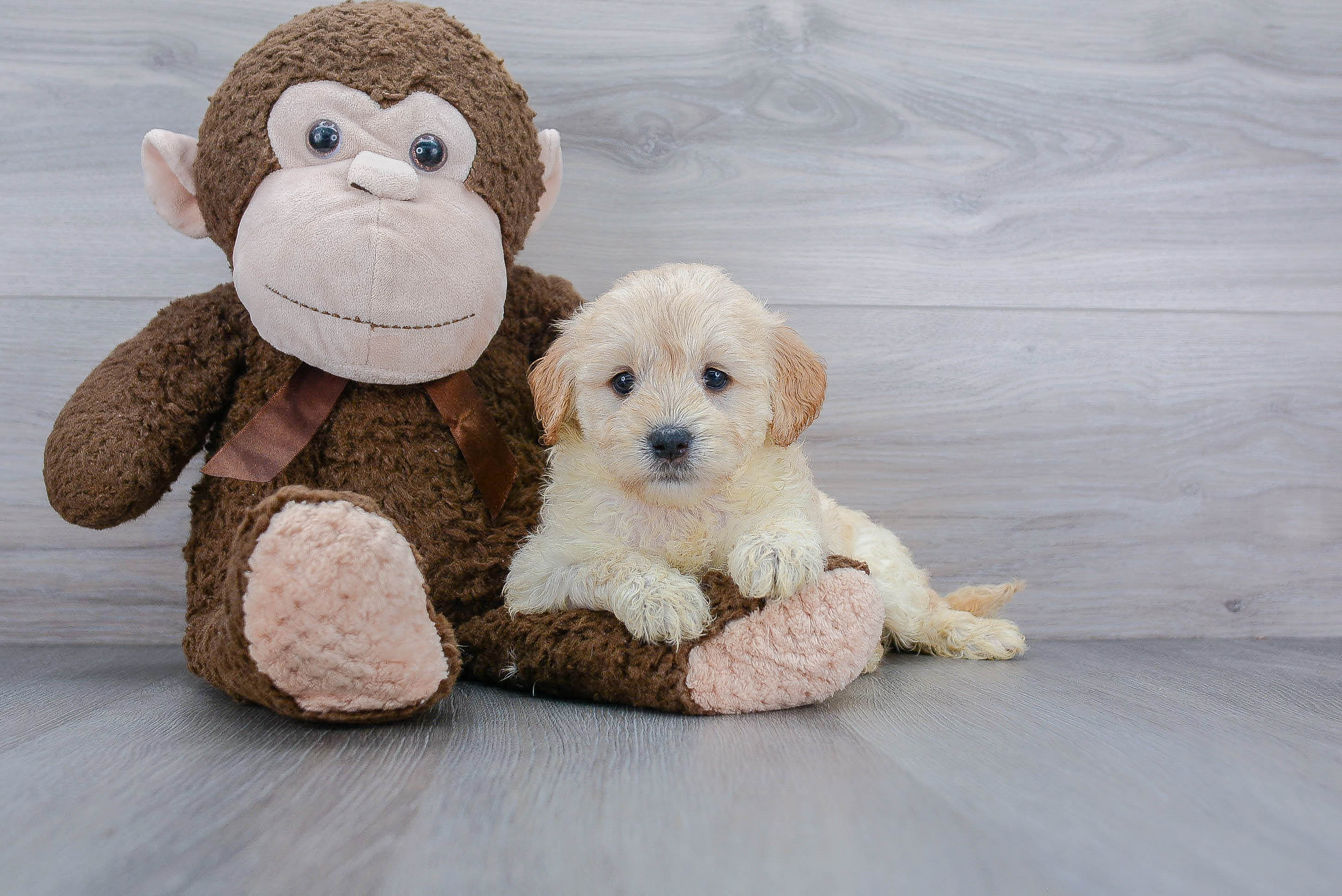 Mini Goldendoodle Pup Being Cute