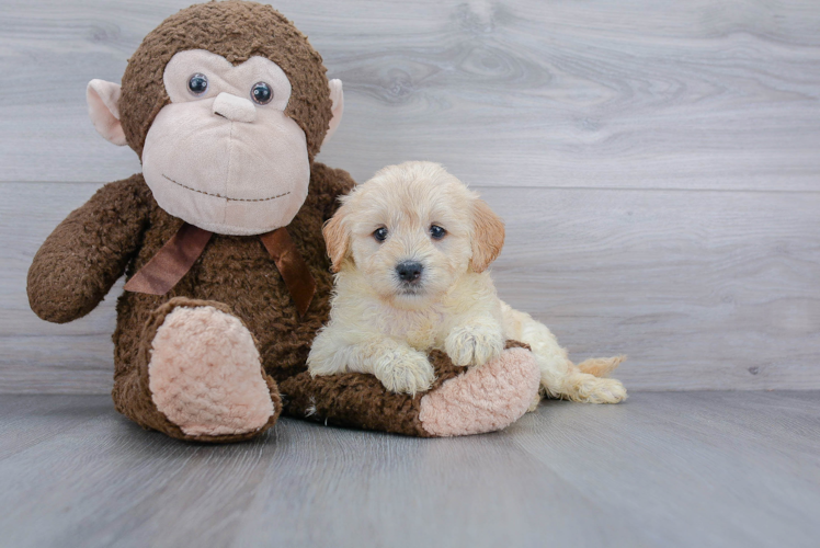 Mini Goldendoodle Pup Being Cute