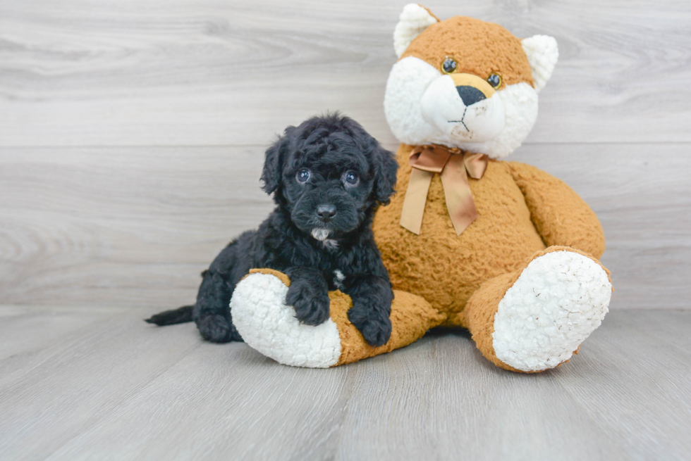 Small Mini Goldendoodle Baby