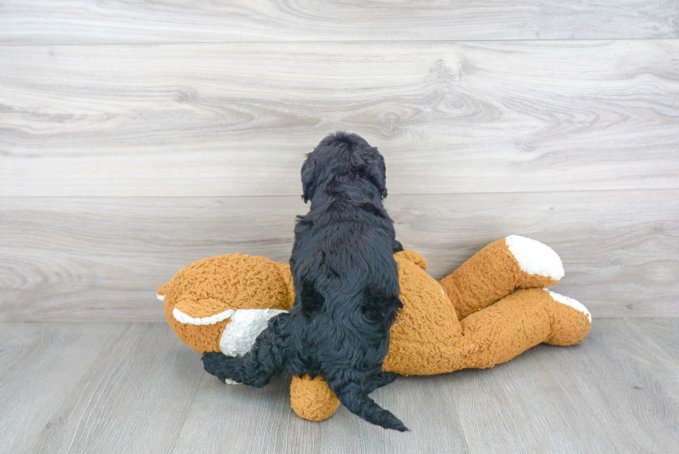 Energetic Golden Retriever Poodle Mix Puppy