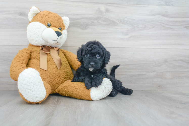 Best Mini Goldendoodle Baby