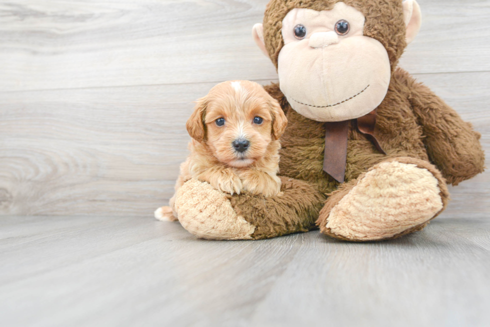 Mini Goldendoodle Pup Being Cute