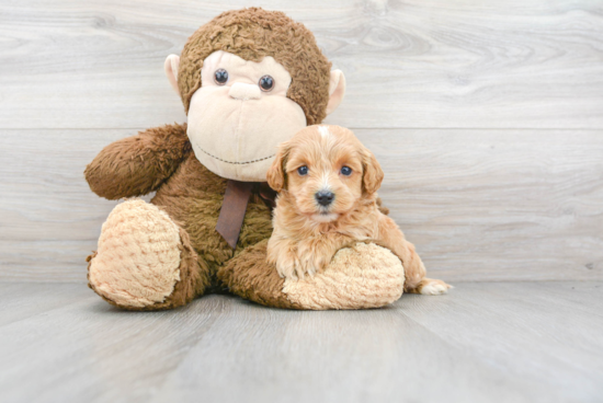 Smart Mini Goldendoodle Poodle Mix Pup