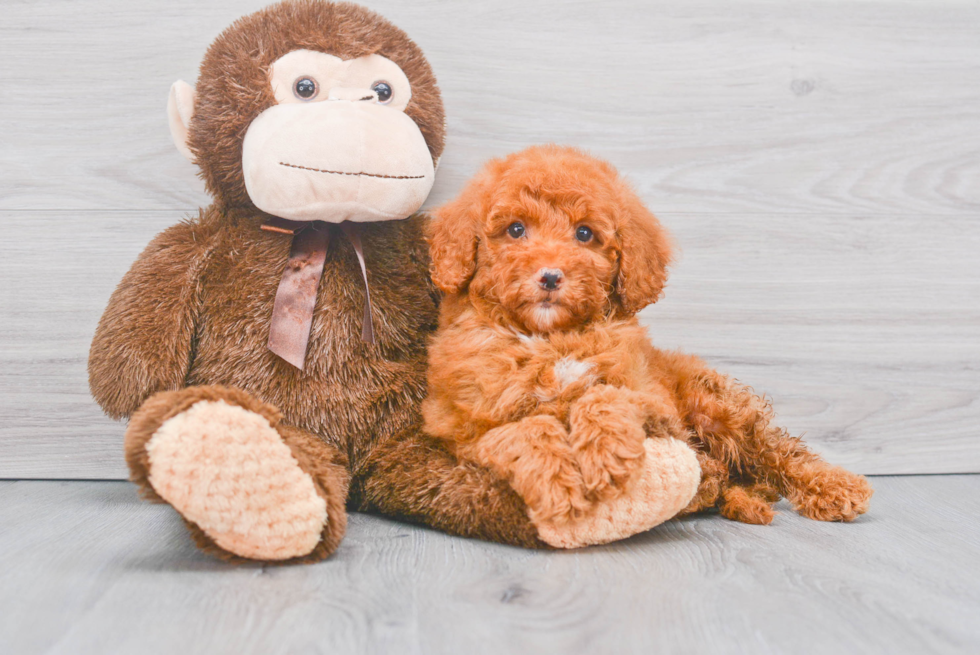 Happy Mini Goldendoodle Baby