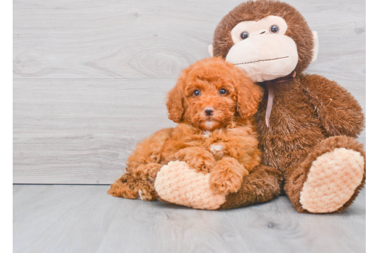 Fluffy Mini Goldendoodle Poodle Mix Pup