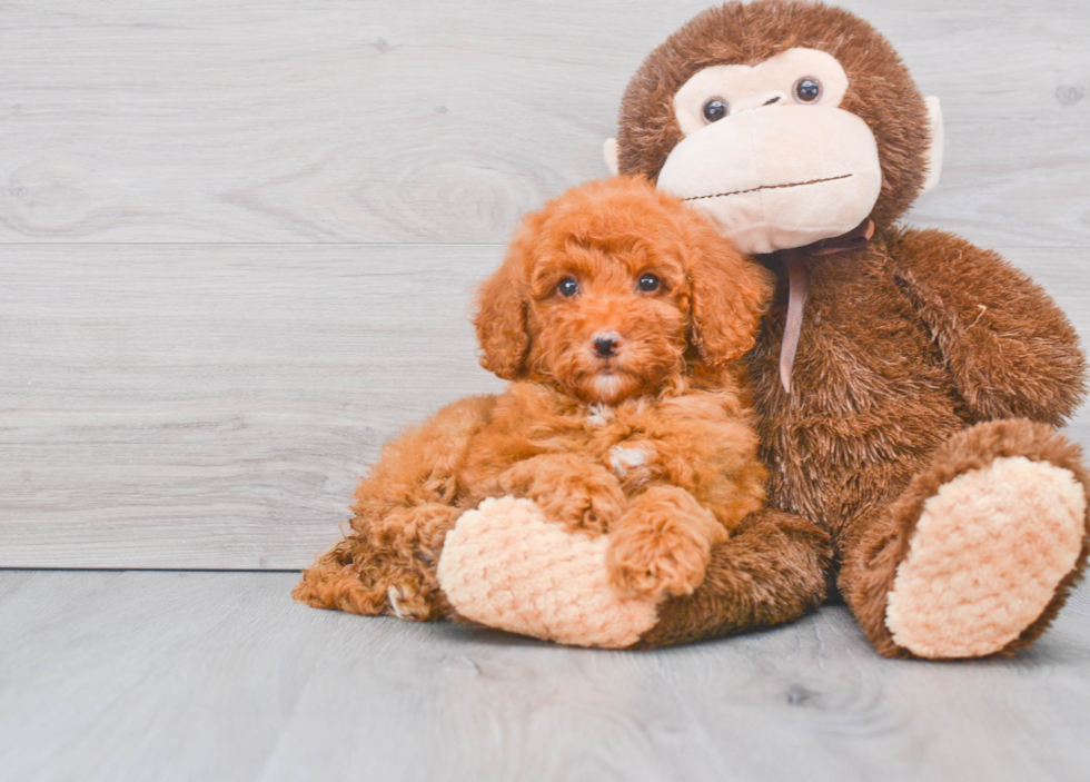 Fluffy Mini Goldendoodle Poodle Mix Pup