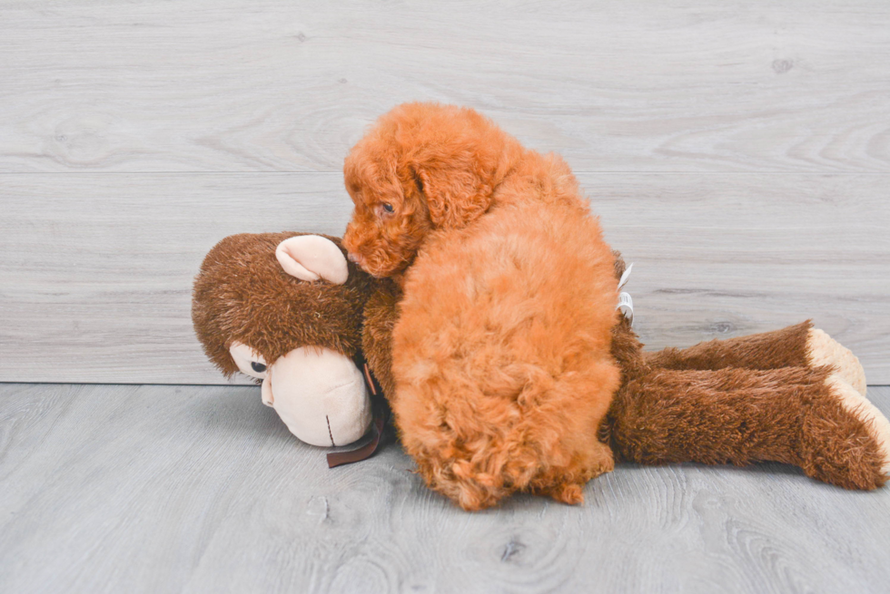 Mini Goldendoodle Pup Being Cute