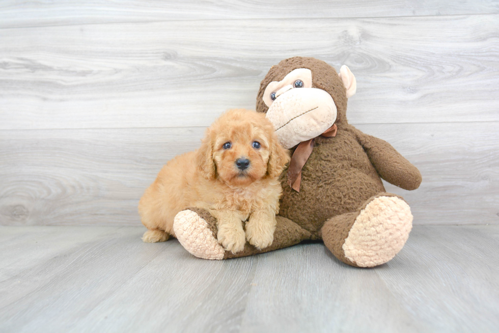 Popular Mini Goldendoodle Poodle Mix Pup