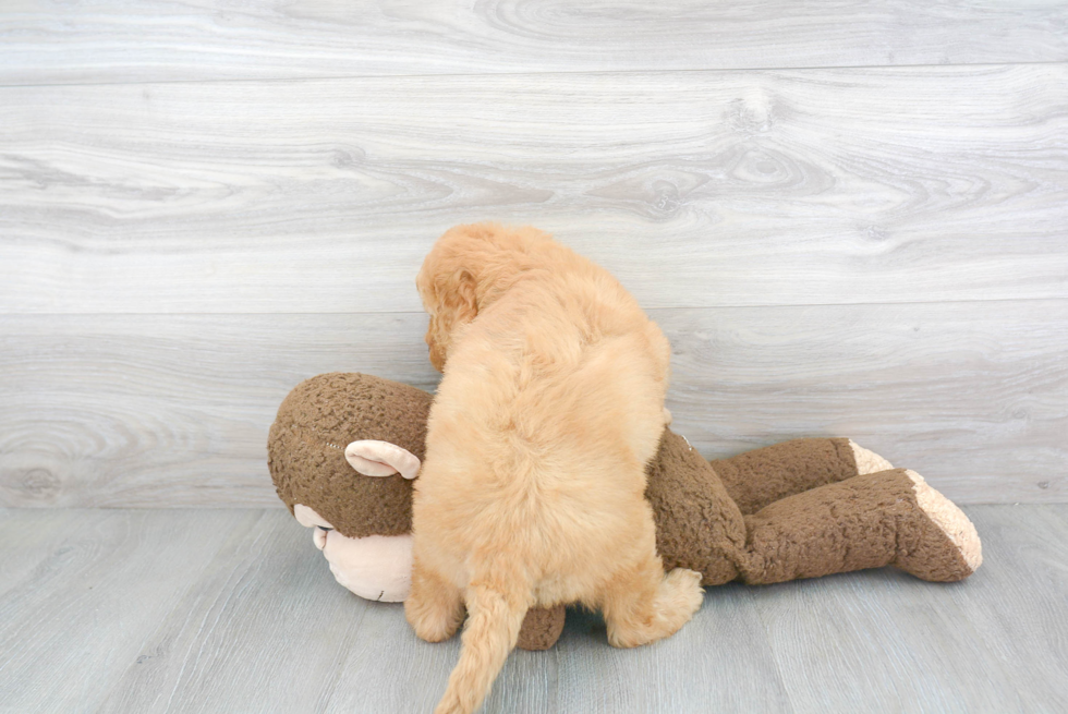 Mini Goldendoodle Pup Being Cute