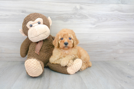 Funny Mini Goldendoodle Poodle Mix Pup