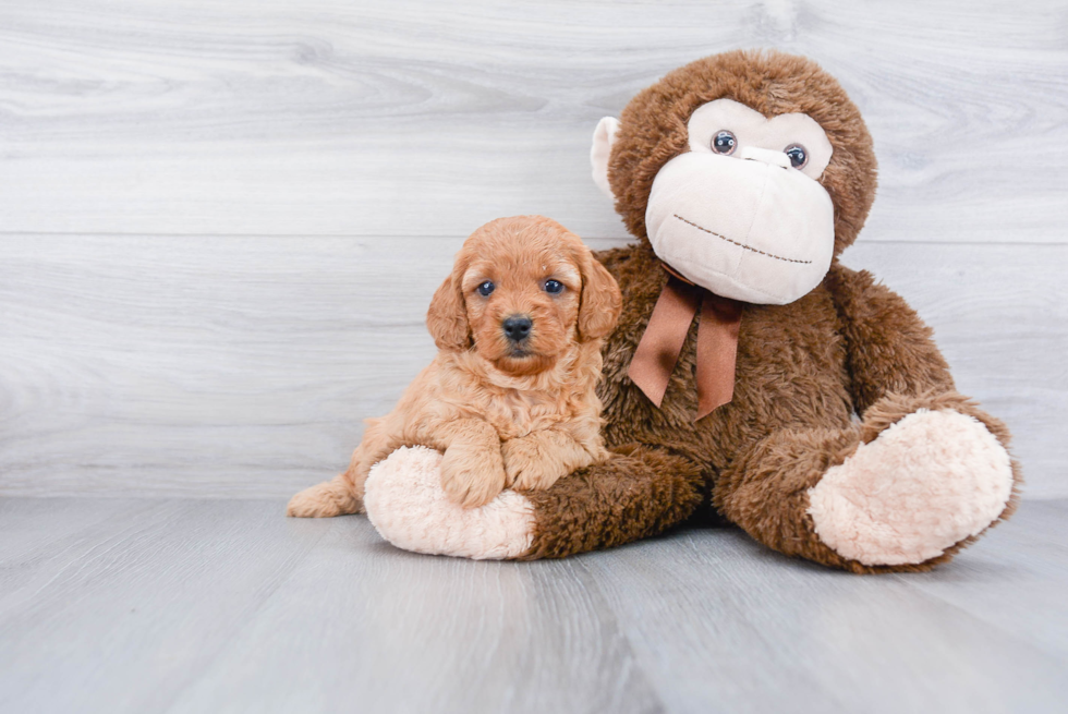 Cute Mini Goldendoodle Baby