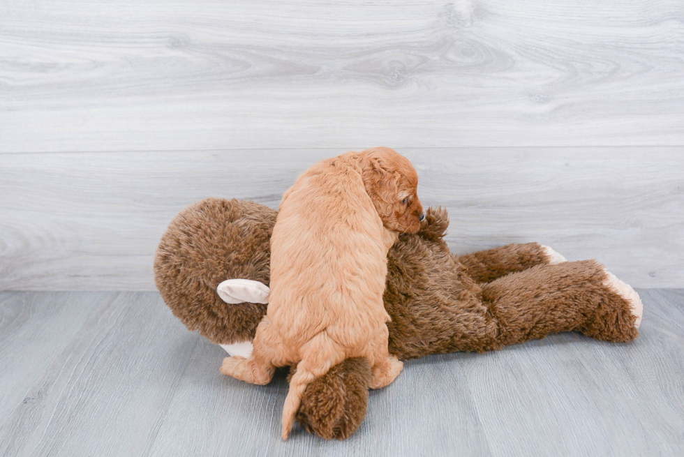 Mini Goldendoodle Pup Being Cute