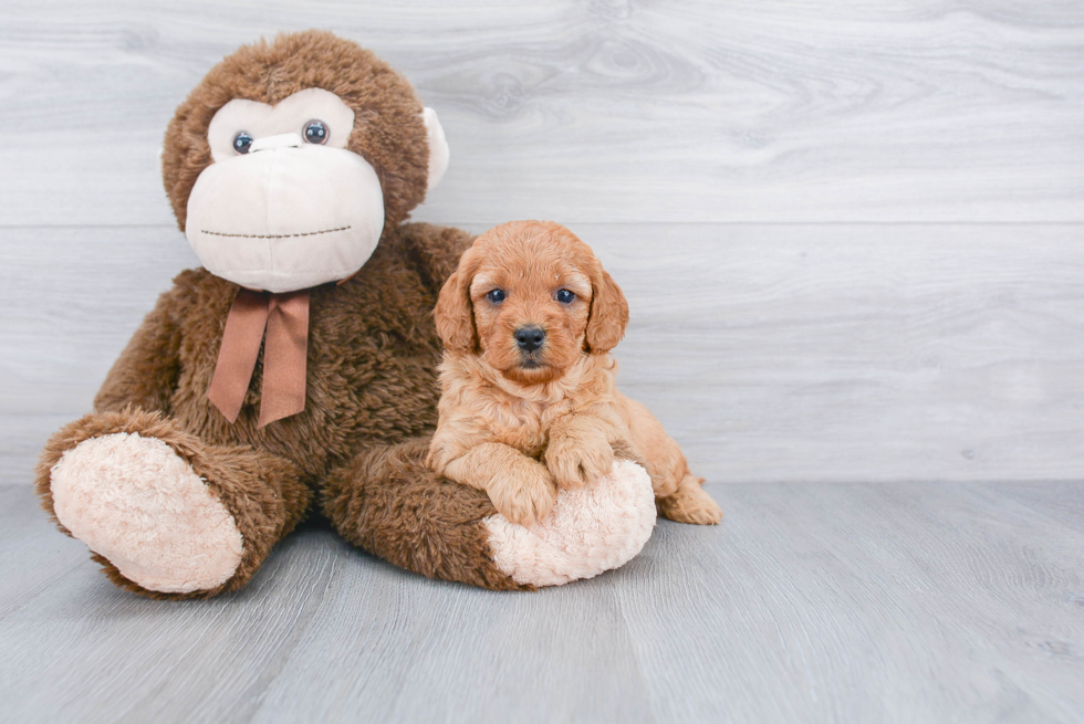 Smart Mini Goldendoodle Poodle Mix Pup