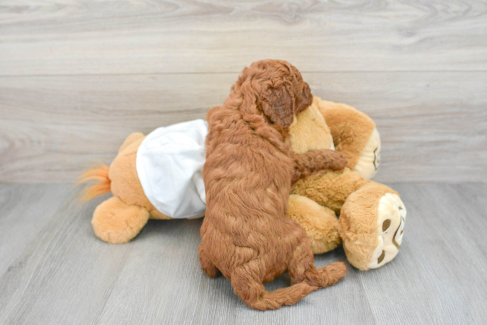 Small Mini Goldendoodle Baby