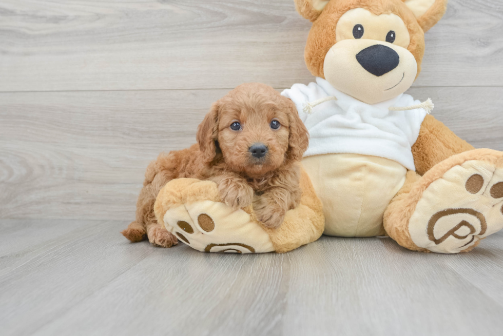 Funny Mini Goldendoodle Poodle Mix Pup