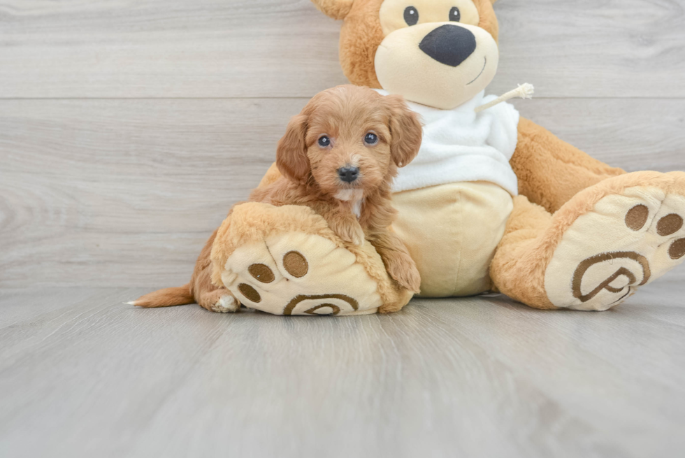 Hypoallergenic Golden Retriever Poodle Mix Puppy