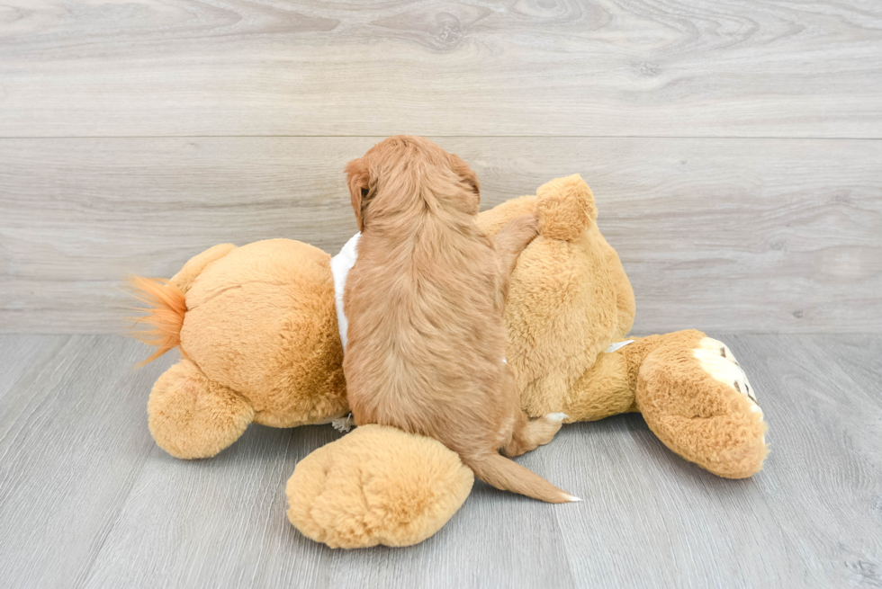 Hypoallergenic Golden Retriever Poodle Mix Puppy