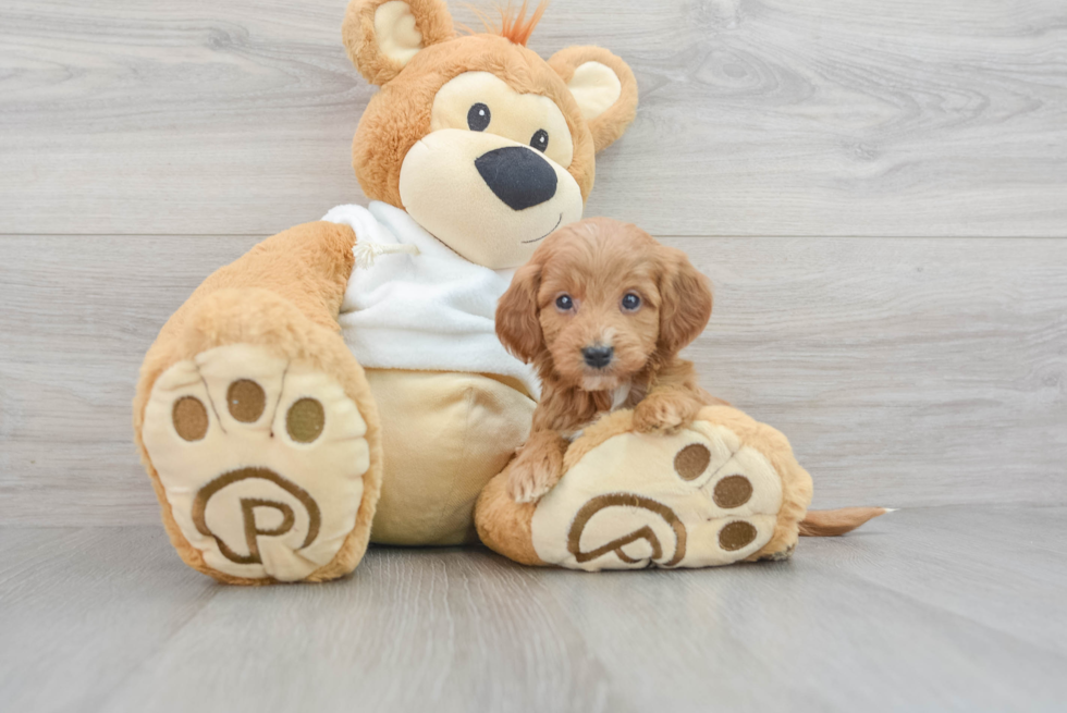 Best Mini Goldendoodle Baby