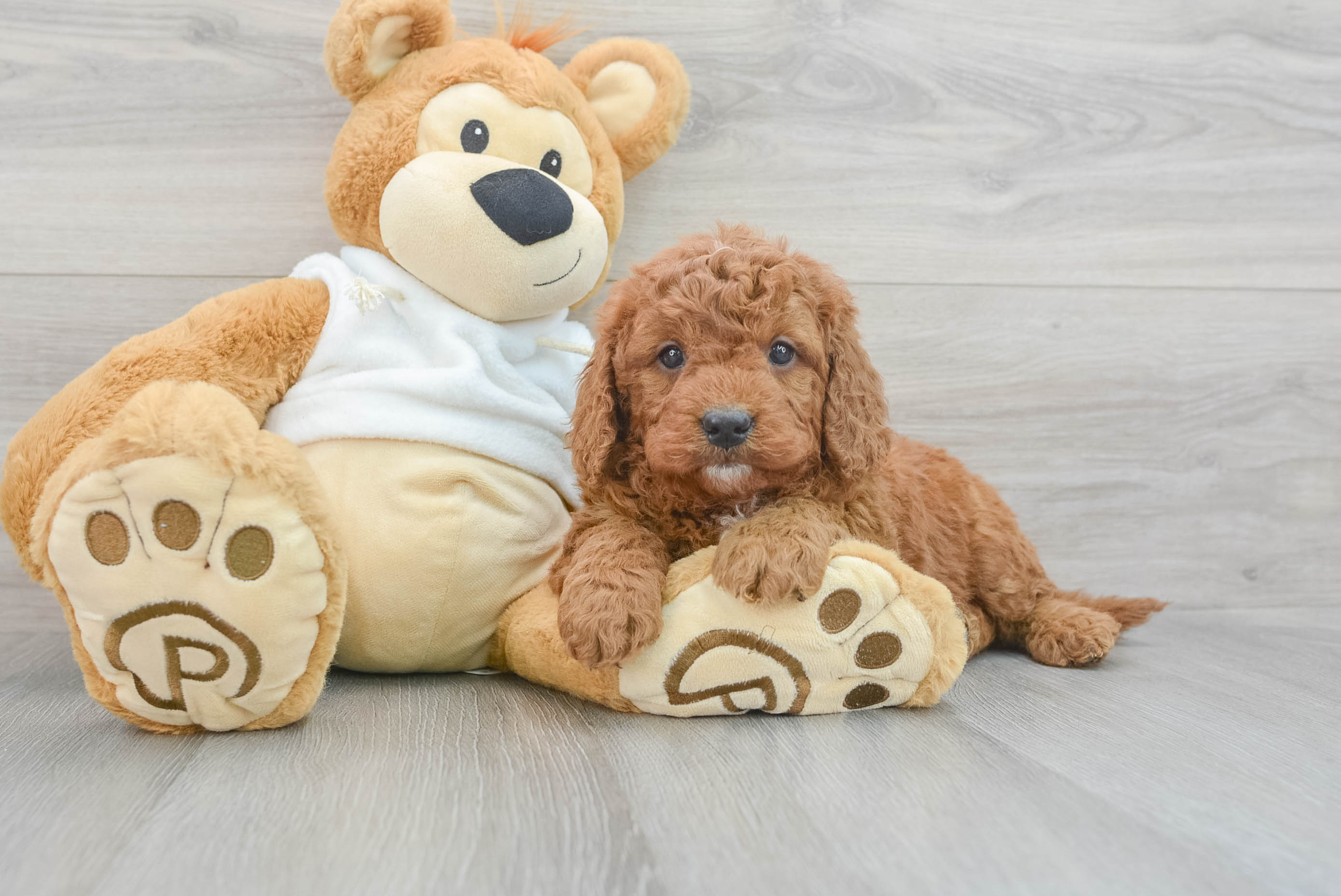 Popular Mini Goldendoodle Poodle Mix Pup