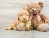 7 week old Mini Goldendoodle Puppy For Sale - Premier Pups