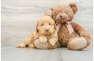 Best Mini Goldendoodle Baby