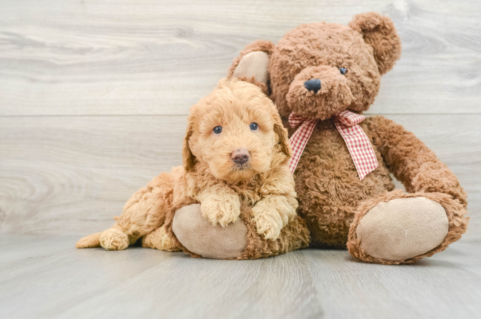 7 week old Mini Goldendoodle Puppy For Sale - Premier Pups